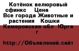 Котёнок велюровый сфинкс. › Цена ­ 15 000 - Все города Животные и растения » Кошки   . Кемеровская обл.,Юрга г.